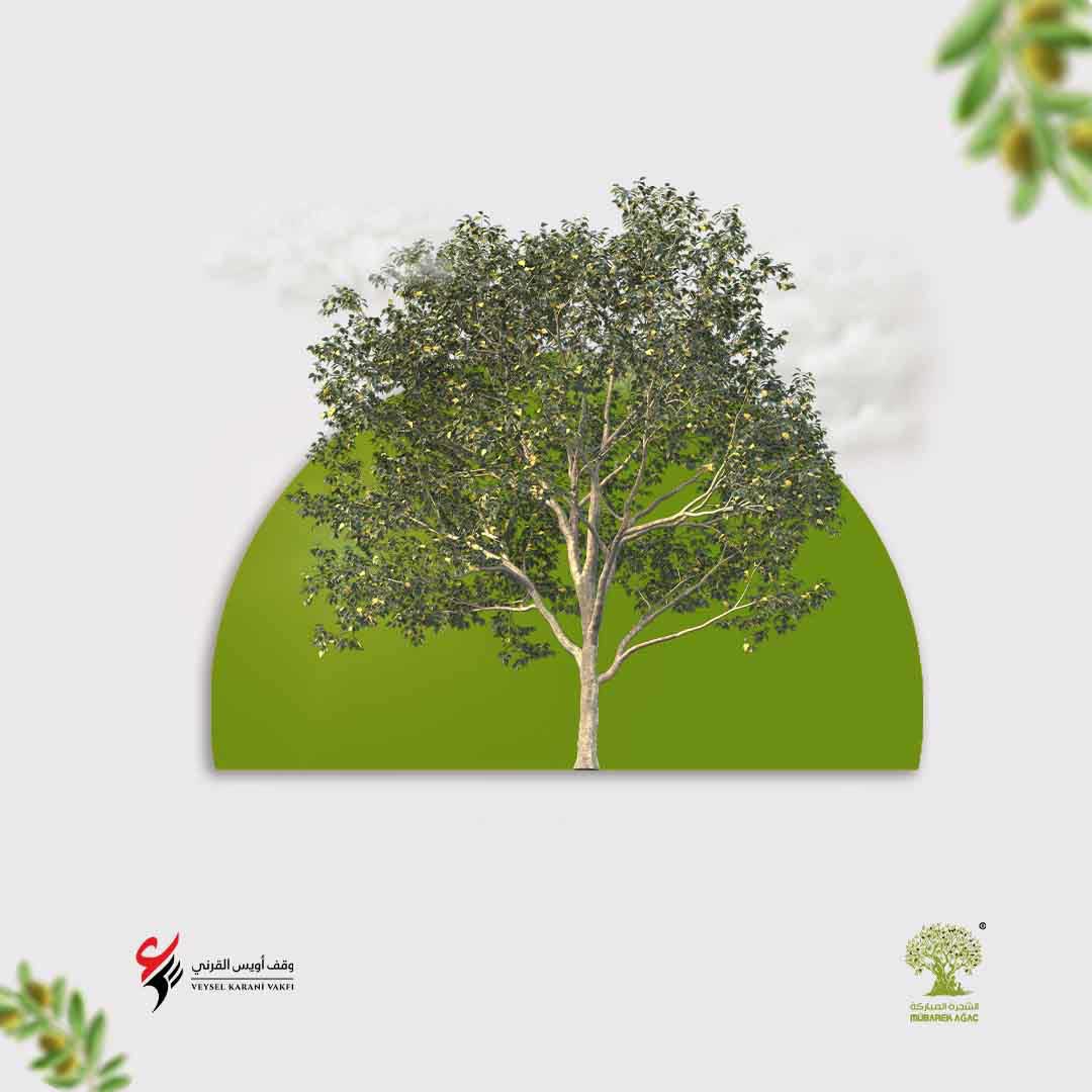 الشجرة المباركة